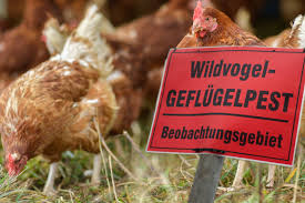 Geflügelpest am Wechselsee